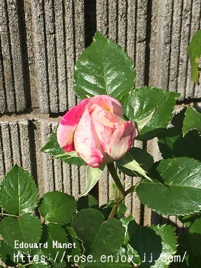 エドゥアール　マネ