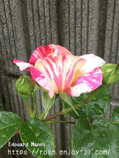 エドゥアール　マネ