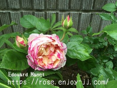 エドゥアール　マネ