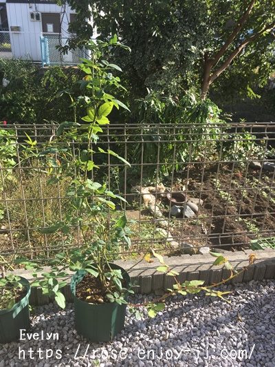 エブリン エヴリン