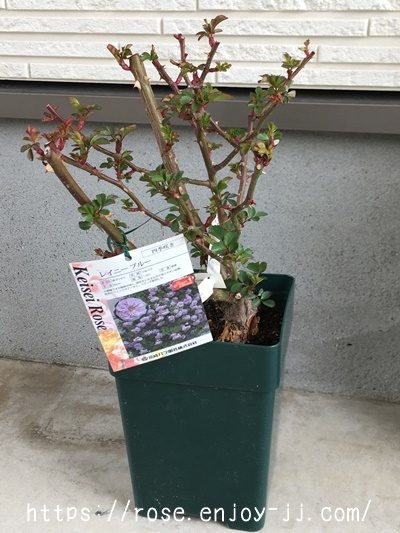 レイニーブルー