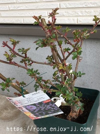 レイニーブルー