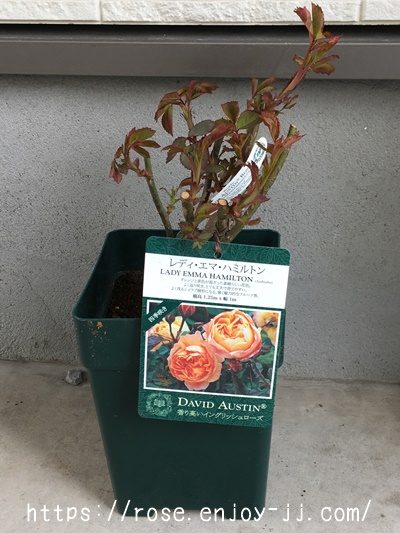 レディ エマ ハミルトン