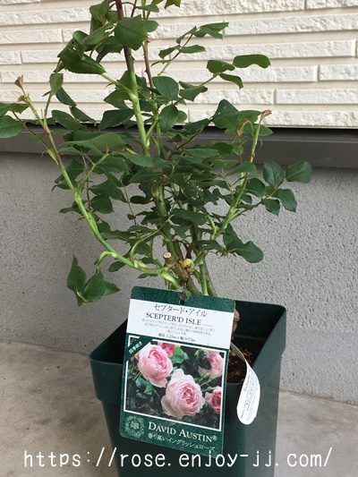 セプタードアイル