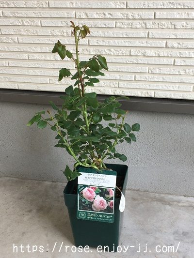 セプタードアイル