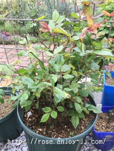 マラクジャコルダナ