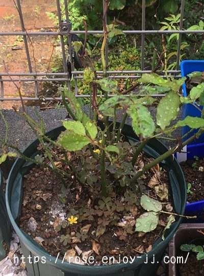 マラクジャコルダナ