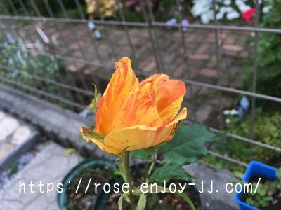 マラクジャコルダナ