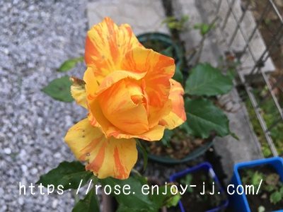 マラクジャコルダナ