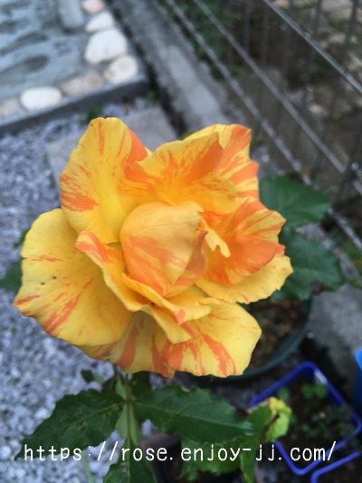 マラクジャコルダナ