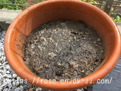 東北八重ひまわり