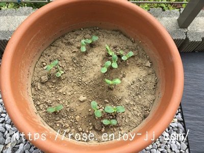 東北八重ひまわり