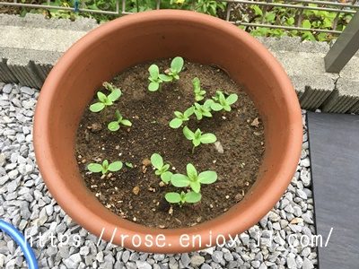 東北八重ひまわり