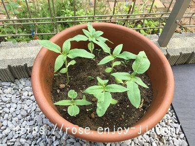 東北八重ひまわり