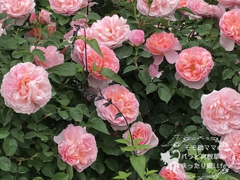 ダム・ドゥ・シュノンソー