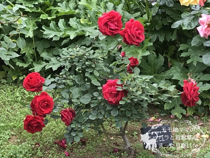 20210518花菜ガーデン_ローズ・ゴジャール