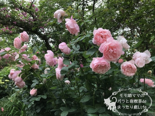 ジ・アレンウィック・ローズ