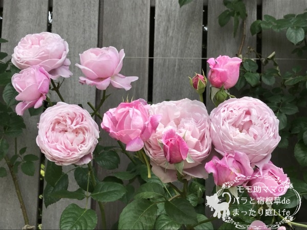 スピリット・オブ・フリーダム