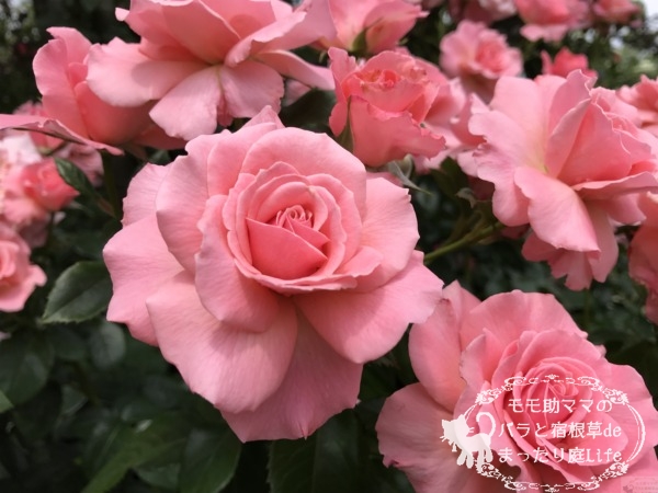 ティクレッド・ピンク