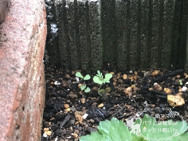 レースラベンダー 発芽