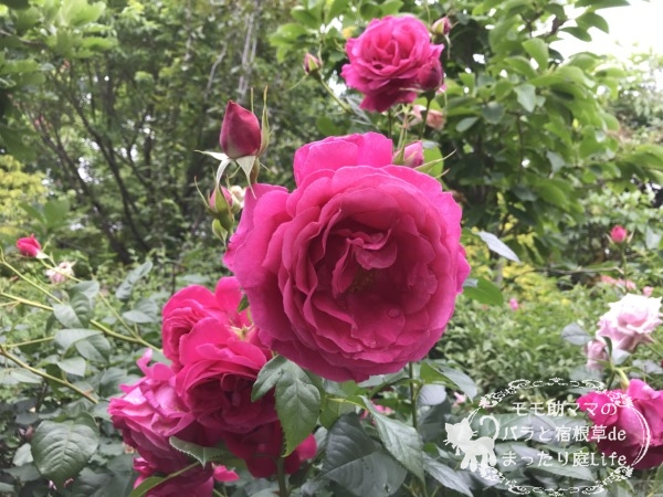 マコン・ルージュ