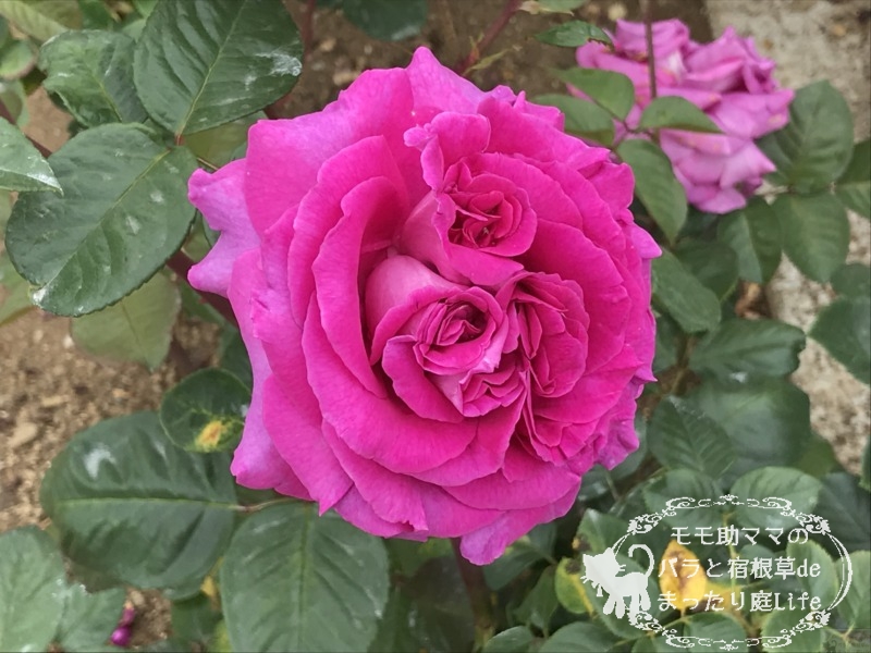 20210518花菜ガーデン_シャルトルーズ・ドゥ・パルム (4)