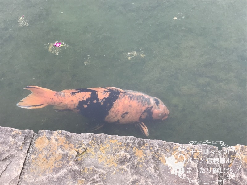 20210518花菜ガーデン_鯉 (1)