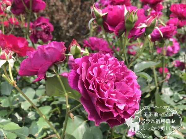 ベルベティ・トワイライト