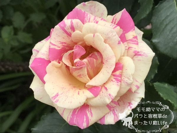 ベリー・ベリー・ベッキー・ローズ