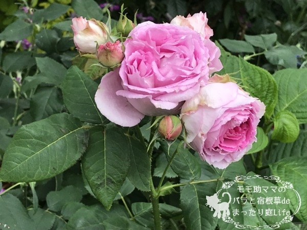 マダム・ルナイ