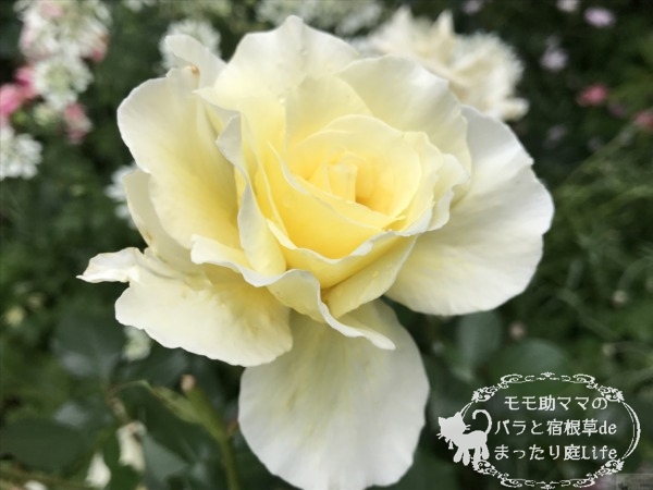 ホワイトリコリス