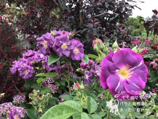 ミッドナイト・ブルー