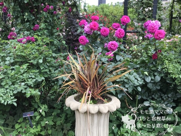 シャルトルーズ・ドゥ・パルム