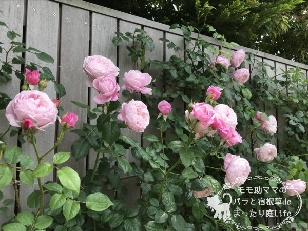 スピリット・オブ・フリーダム