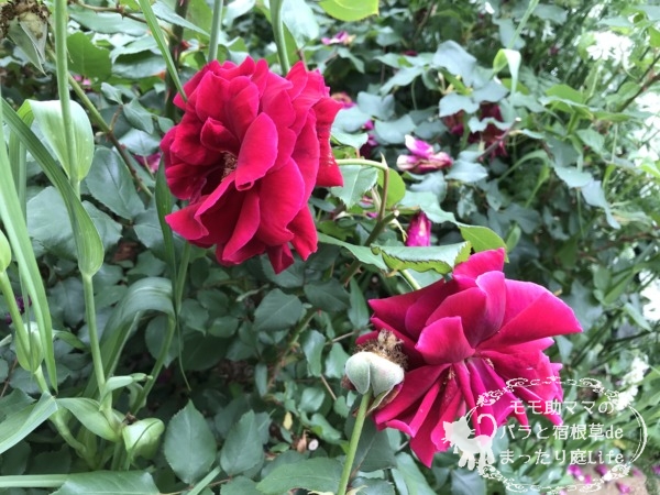 クリムソン・グローリー