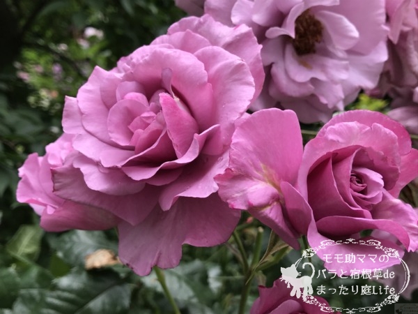 フェルゼン伯爵