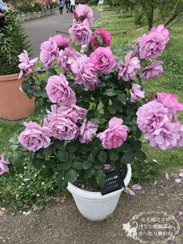 20210518花菜ガーデン_フェルゼン伯爵 (3)