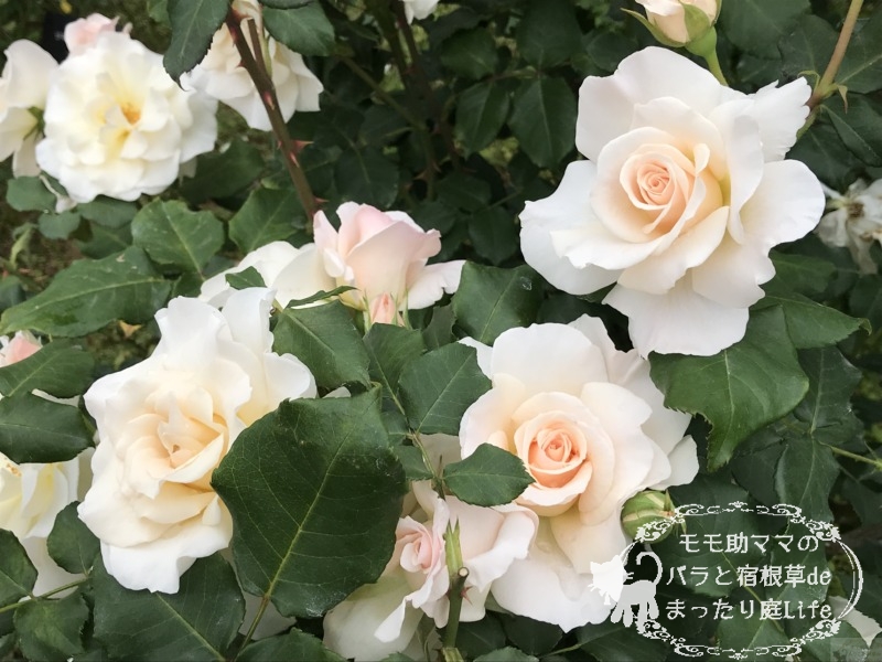 フレンチレース