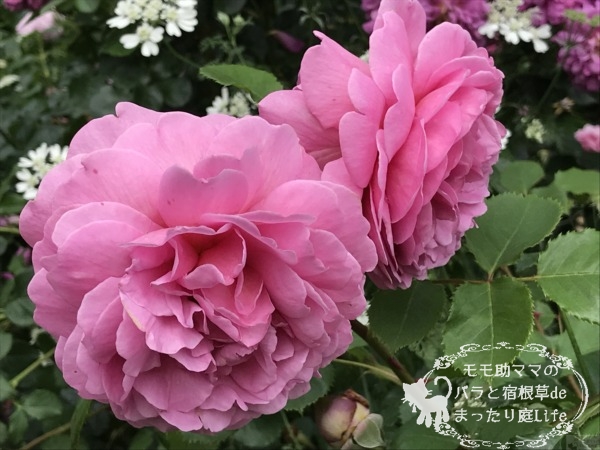 プリンセス・アレキサンドラ・オブ・ケント