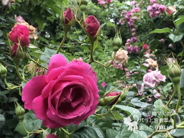 マコン・ルージュ