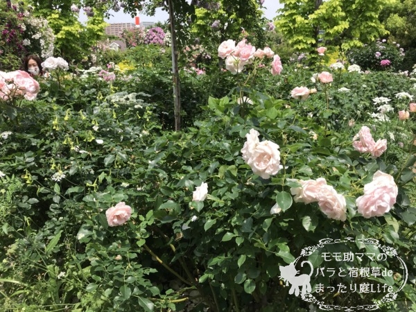 サザン・ホープ