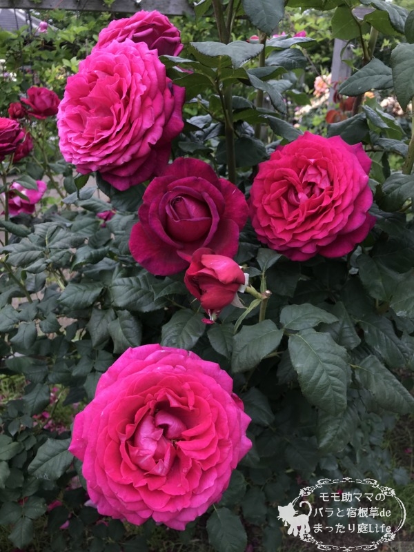 20210518花菜ガーデン_ゲーテローズ (2)