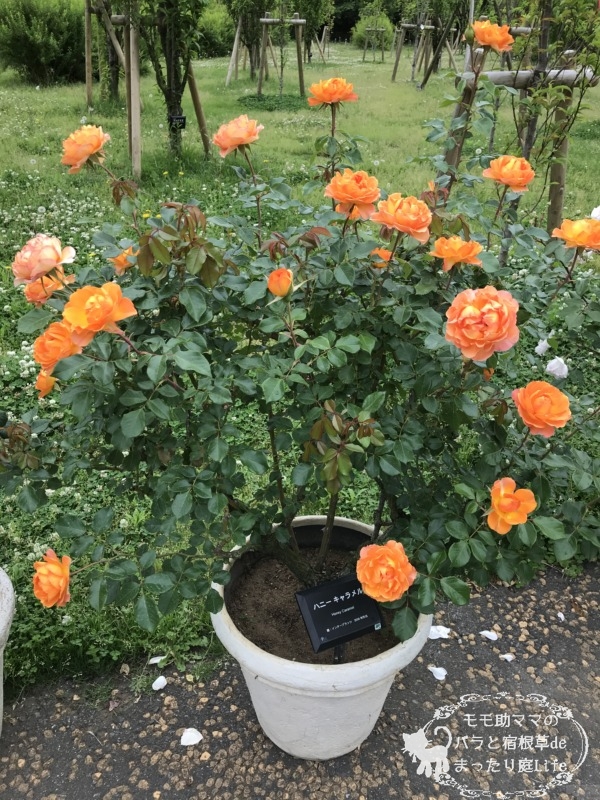 ハニーキャラメル