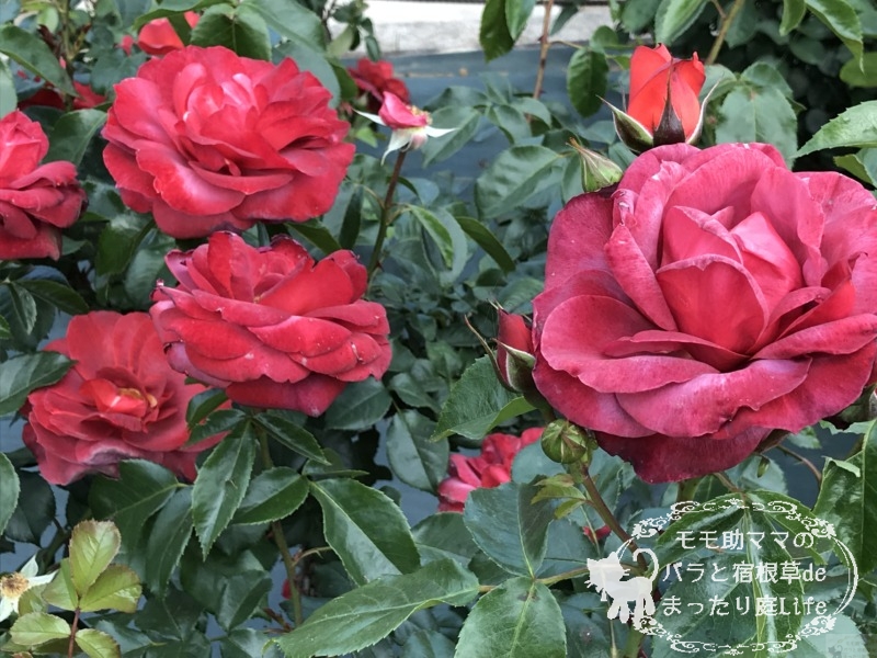 ホットチョコレート