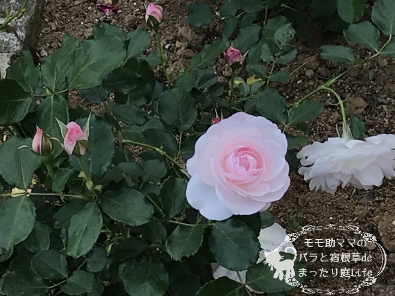 花ぼんぼり