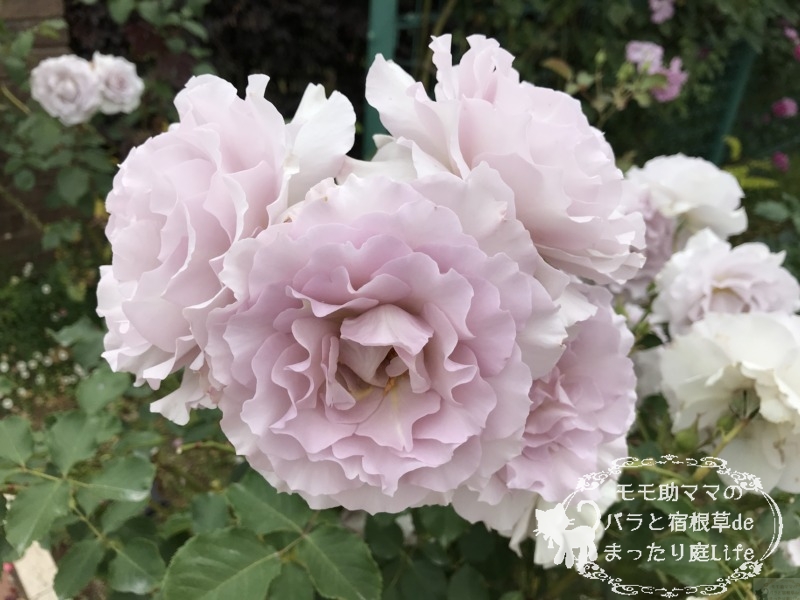 ニューウェーブ