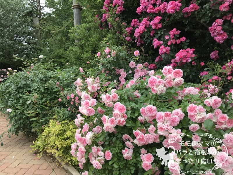 20210518花菜ガーデン_ワイフオブバス (5)