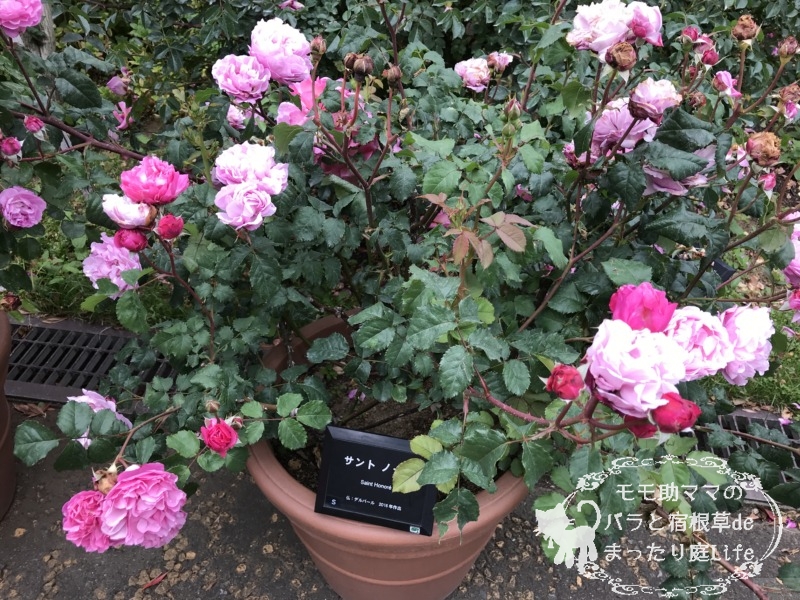 20210518花菜ガーデン_サントノーレ (1)