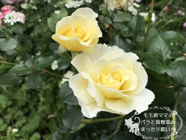 ホワイトリコリス