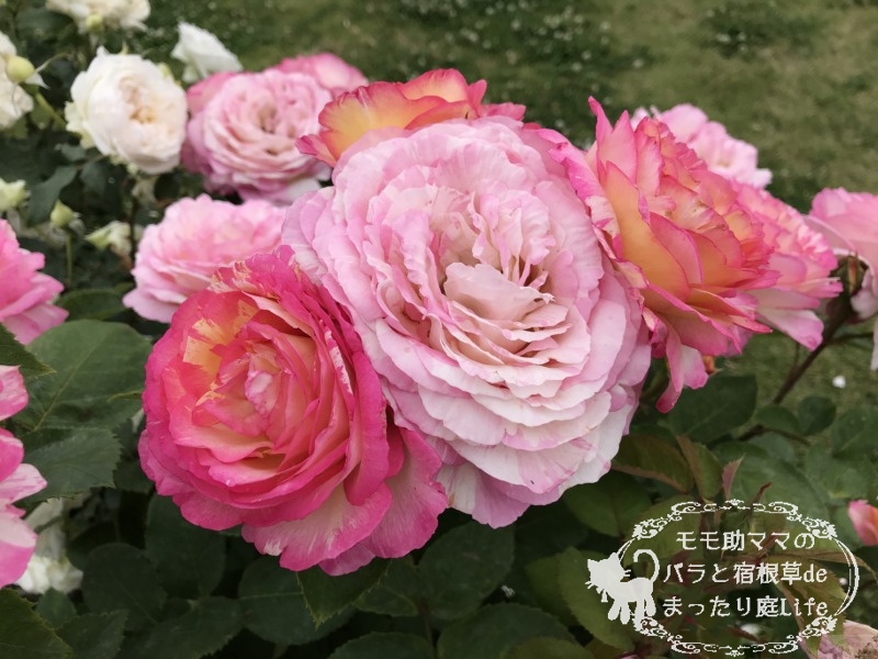 マルク・シャガール